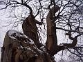 Tree patterns, Snow, Greenwich Park IMGP7614